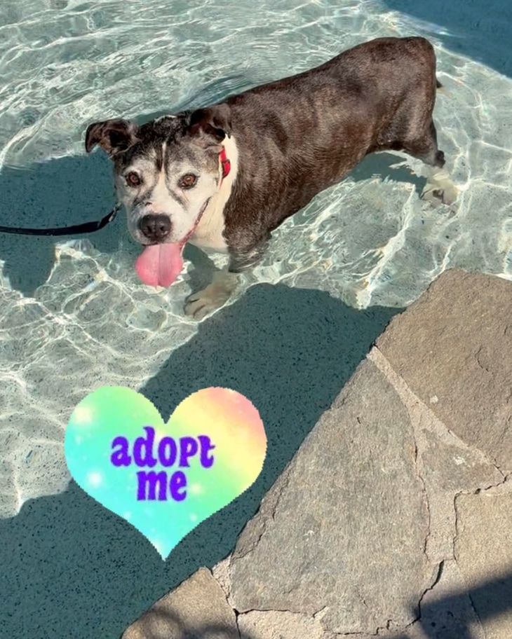 Charlie, a gray and white senior dog, standing in shallow pool water with his red collar and leash visible.