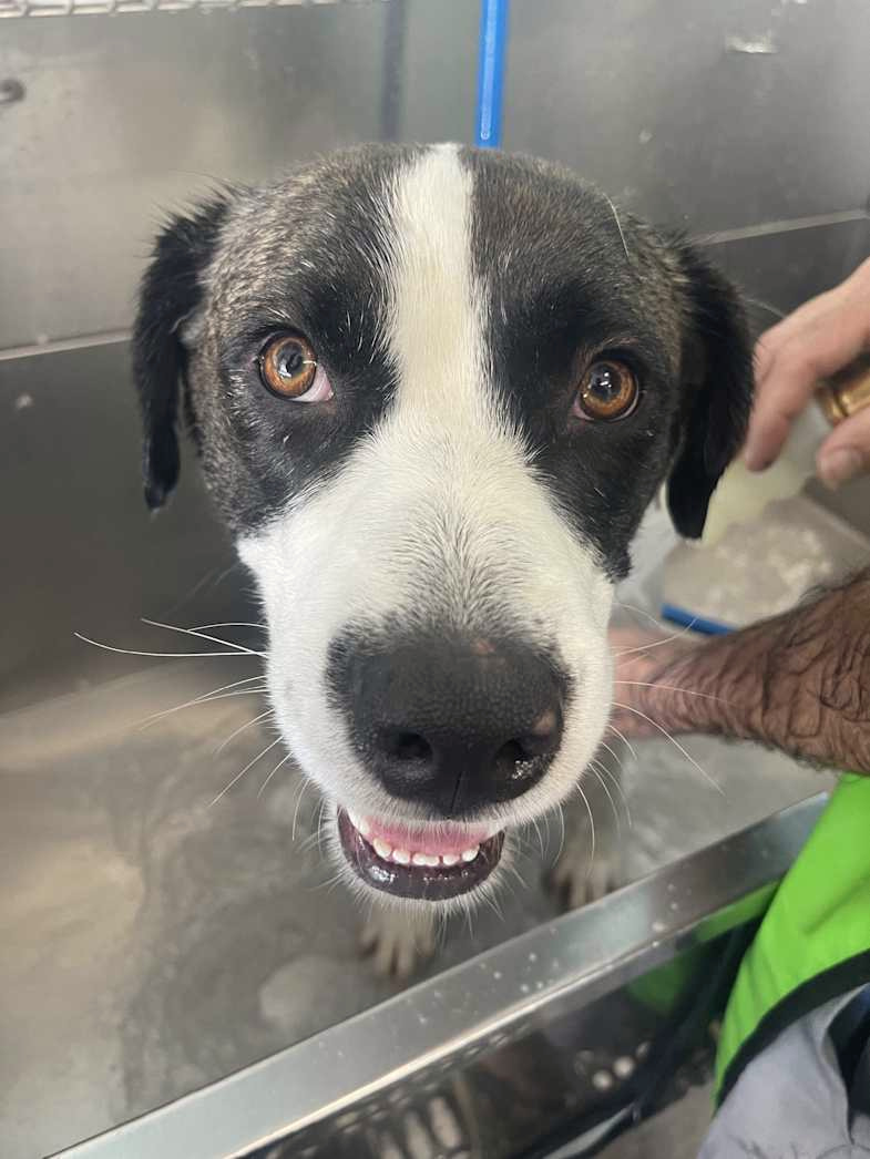 Dolly, a black and white dog, looking up from a wash tub during a bath.