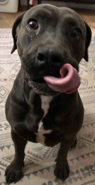 Dark gray dog seated indoors on a patterned rug, looking toward camera with tongue curled across nose and a white chest patch.