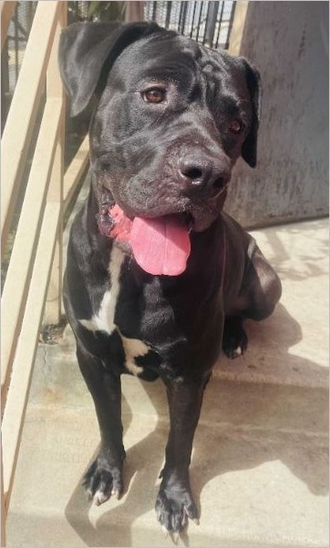 Goofy, a black dog with a white chest, sitting in the sun beside a railing.