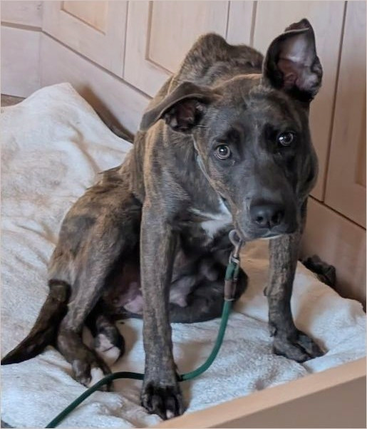 Brindle dog seated on a cream blanket beside pale cabinets, green lead attached; one ear upright and the other folded.