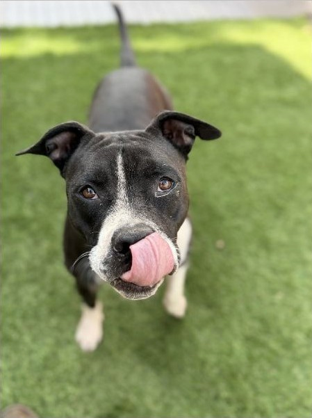 Black-and-white dog standing on green grass looking upward, tongue curled across nose, white narrow face blaze and chest.