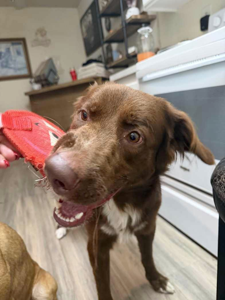 Toby, a brown and white dog, playing with a red toy indoors.