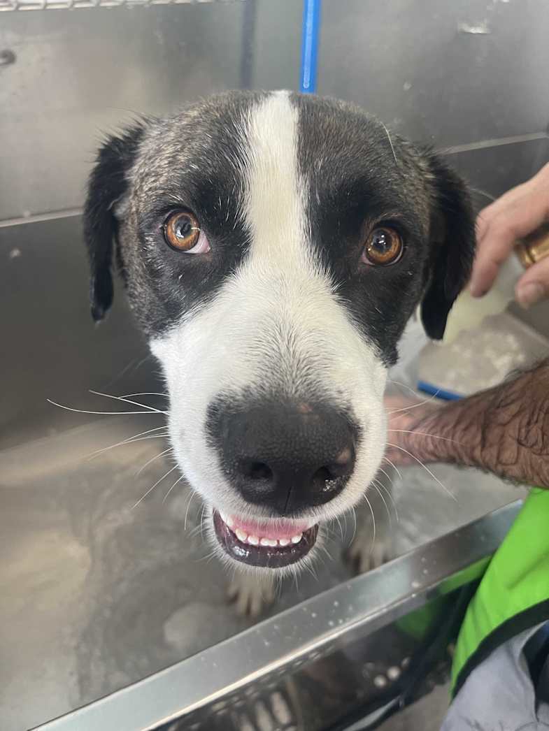 Dolly, a black and white dog, looking up from a wash tub during a bath.