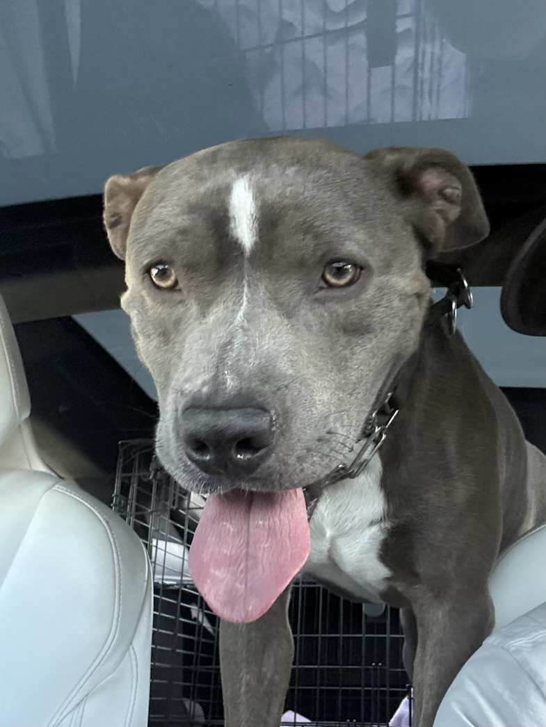 Hopper, a gray dog with a white blaze and chest, looking at the camera.