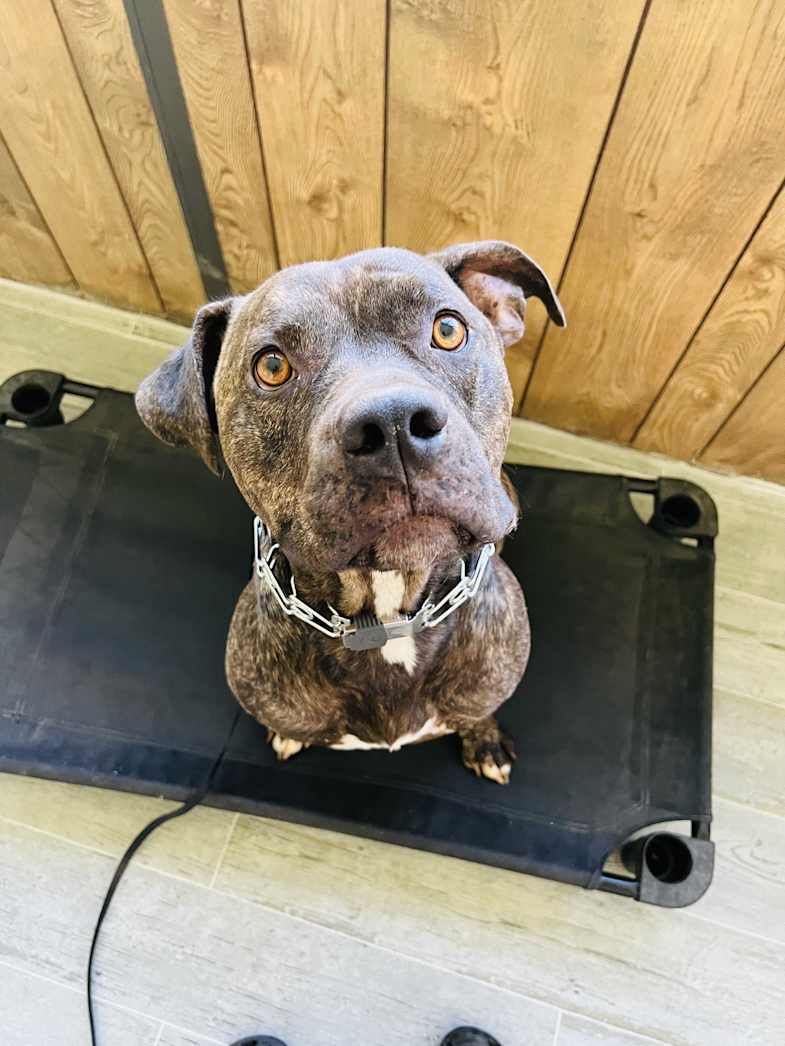 Perry looking up while sitting on a raised dog bed.