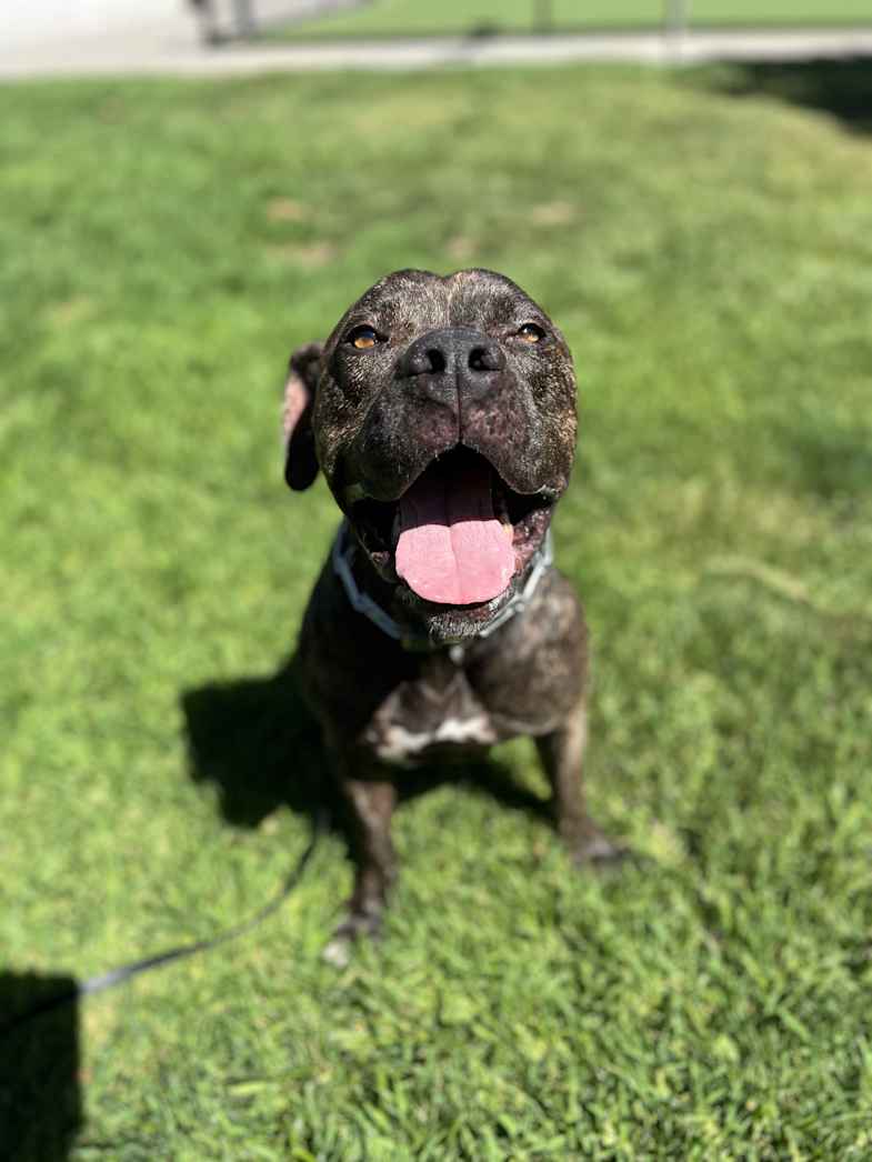 Perry, a dark brindle dog with a white chest, sitting on a lawn.