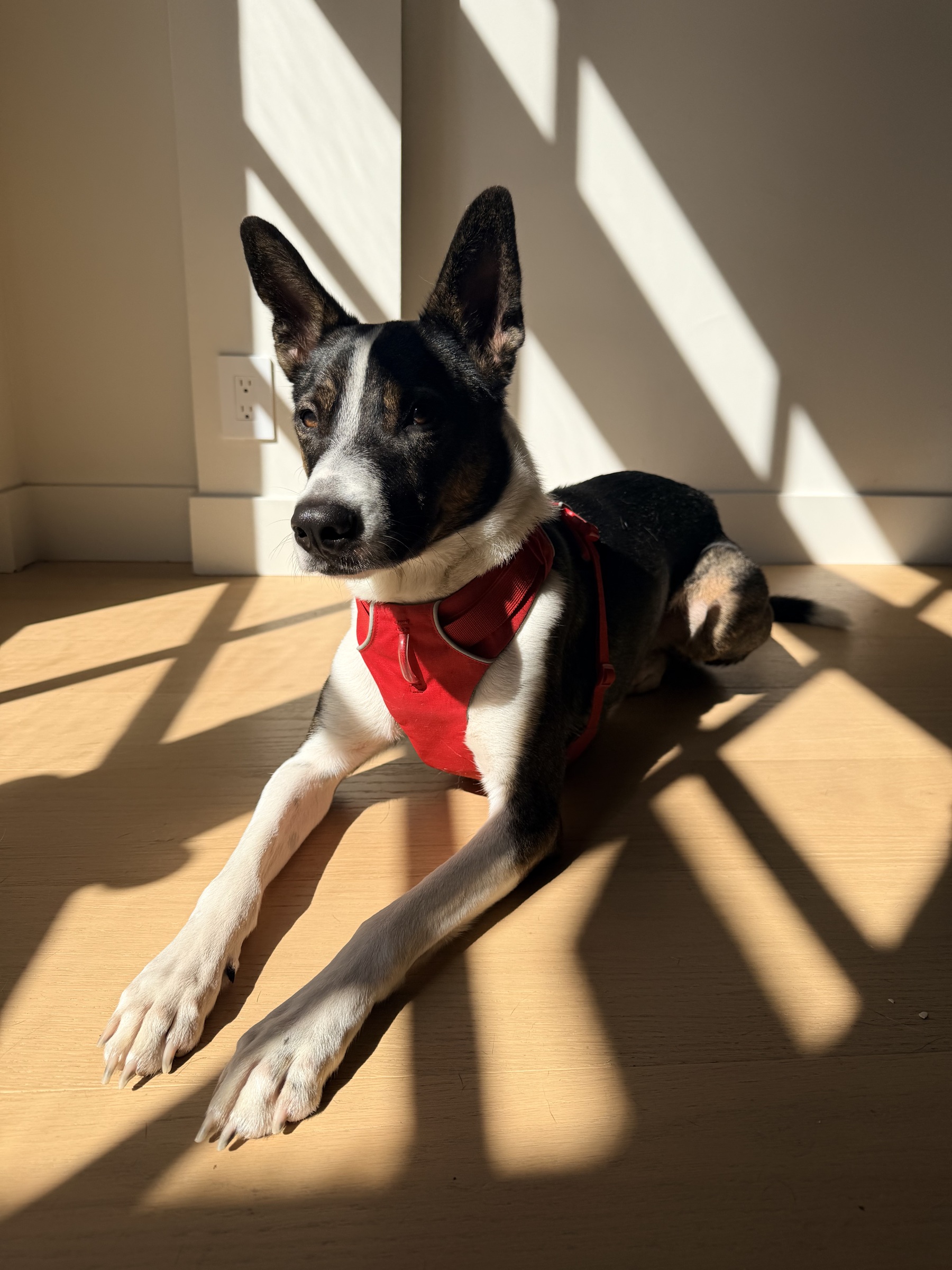 Rocky resting in a patch of sunlight on the floor of his foster home, ears alert and paws stretched out.