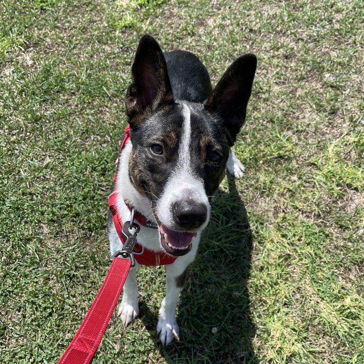 Rocky looking up from a grassy field, wearing his red harness and leash.