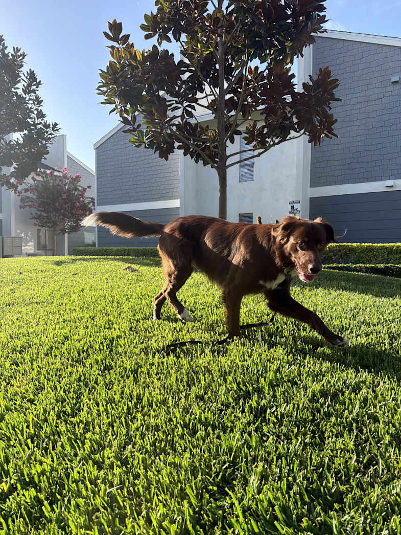 Toby walking across a sunlit lawn.