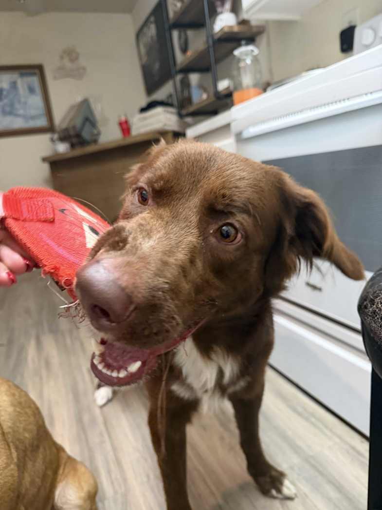 Toby, a brown and white dog, playing with a red toy indoors.